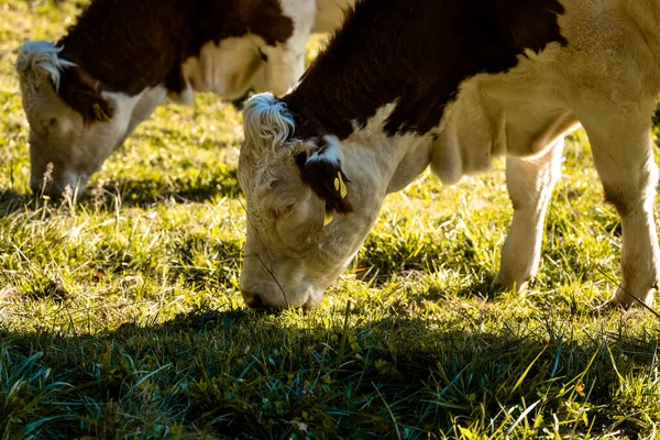 Vacas Pasto Mont Pelerin Suíça — Fotografia de Stock