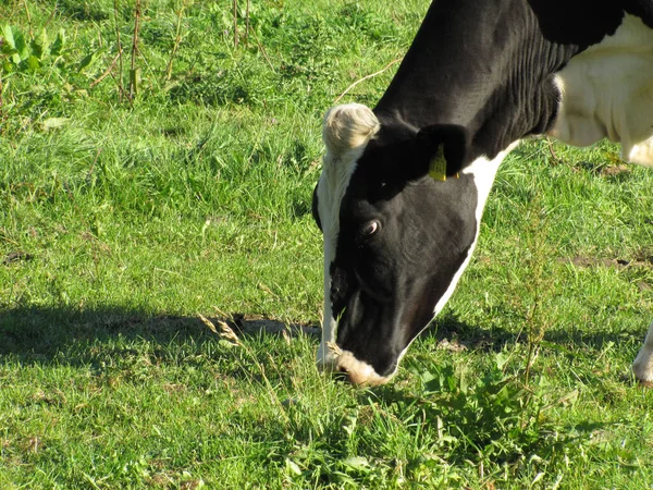 野原で草を食べる黒い白い斑点のある牛のクローズアップ — ストック写真