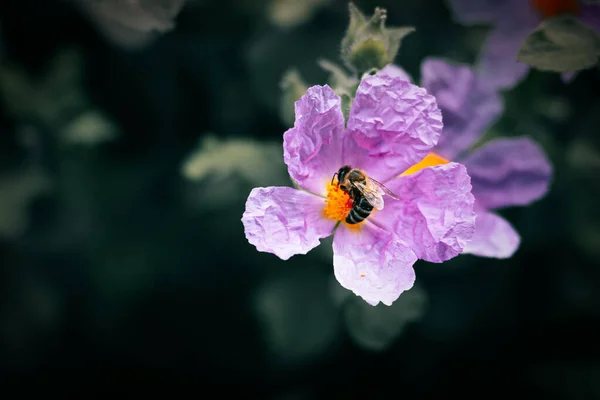 濃色の背景にピンク色の花から蜜を集めるミツバチの選択的集中ショットホーリーロックローズ Cistus Creticus — ストック写真