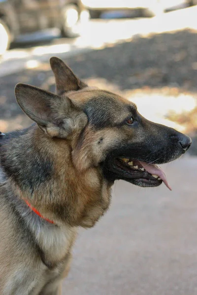 Eine Seitenansicht Eines Schäferhundes Mit Herausstehender Zunge Freien — Stockfoto