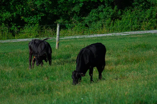 緑の畑に黒牛の放牧のペア — ストック写真