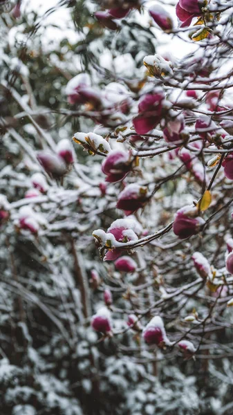 Seletivo Flores Cobertas Neve Dia Primavera — Fotografia de Stock