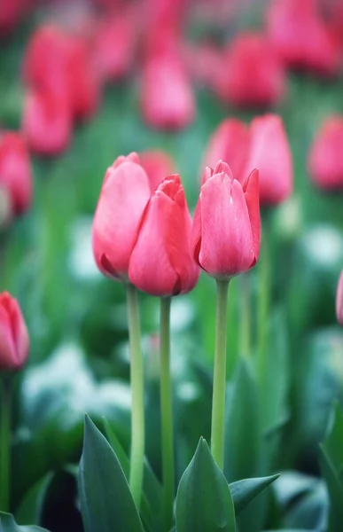 Vertical Shot Pink Garden Tulips Blurred Background — Stock Photo, Image