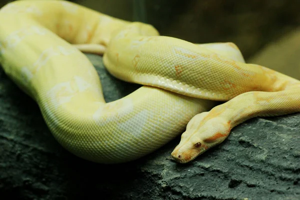 動物園でのアルビノのビルマ語のPython Python Bivitatus の閉鎖 — ストック写真