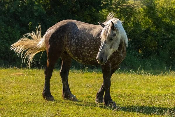 Plnokrevný Tečkovaný Kůň Stojící Poli Provence — Stock fotografie