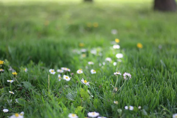 Beautiful Daisies Grown Grass Park — Stock Photo, Image