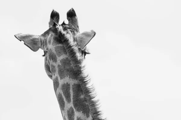 Szary Kadr Głowy Żyrafy Rezerwacie Przyrody Pilansberg — Zdjęcie stockowe