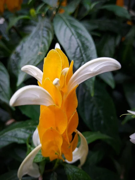 Planta Amarilla Gambas Doradas Flores Hojas Verdes Taipei Botanical Garden — Foto de Stock