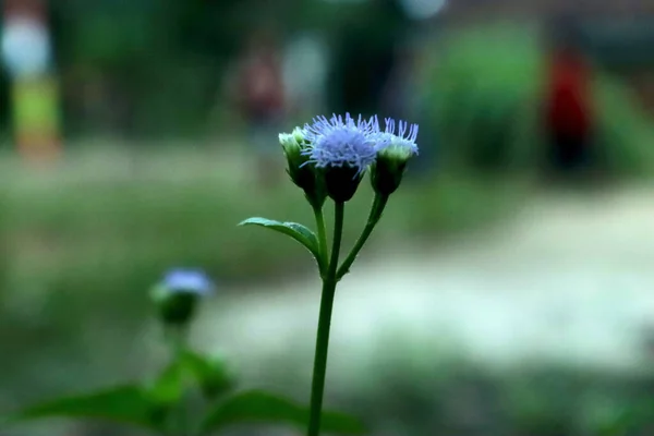 Een Selectieve Focus Shot Van Ageratum Houstonianum Flos Flower Tuin — Stockfoto
