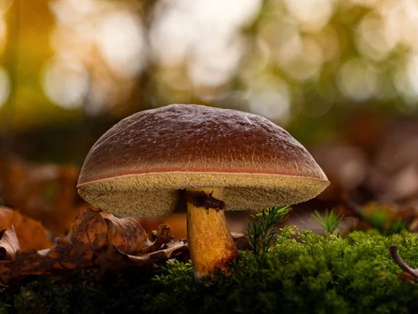 Een Grote Rode Krakende Boleet Verstopt Een Paddenstoelvlieg Onder Zijn — Stockfoto