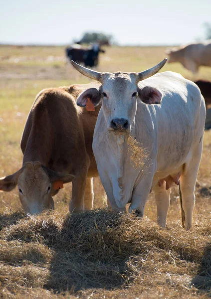 白い牛の横にある農場で干し草を食べる茶色の牛の垂直ショットを背景にぼやけた — ストック写真
