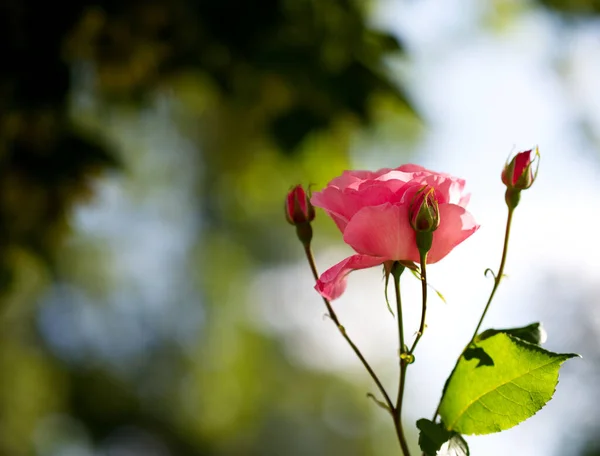 Výstřel Osamělé Růžové Růže Rozmazaném Pozadí — Stock fotografie