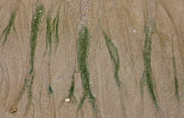 海滩上漂浮着一帧绿草的特写 — 图库照片