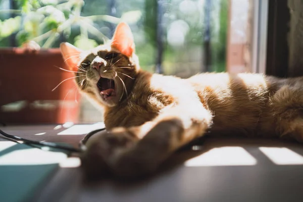 Primo Piano Adorabile Gattino Sbadigliante Davanzale Soleggiato — Foto Stock