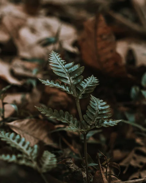 Piante Felce Una Foresta — Foto Stock