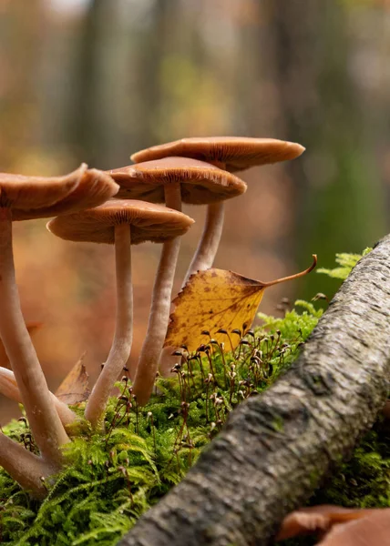 Κοντινό Πλάνο Μανιταριών Psathyrella Piluliformis — Φωτογραφία Αρχείου