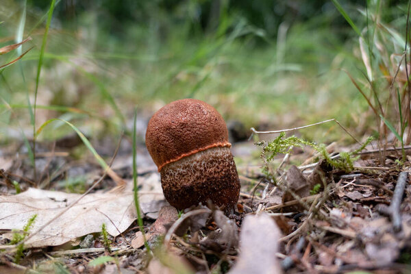 A closeup of a tiny Leccinum aurantiacum fungi