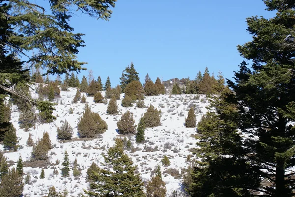 Μια Γραφική Θέα Χιονισμένο Λόφο Που Καλύπτεται Πεύκα Χειμώνα Μια — Φωτογραφία Αρχείου
