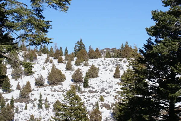 Scenic View Snowy Hill Covered Pine Trees Winter Sunny Day — Stock Photo, Image