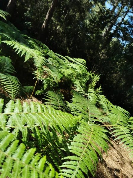 Plan Vertical Beaux Arbres Île Palma Espagne — Photo