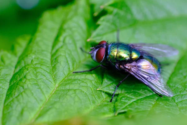 Tiro Close Uma Mosca Comum Garrafa Verde — Fotografia de Stock