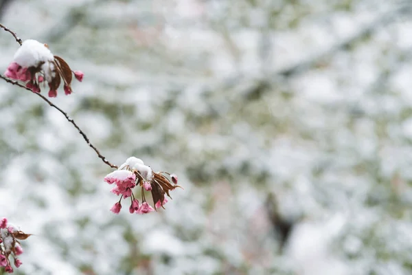 Вибірка Квітів Вкритих Снігом Весняний День — стокове фото