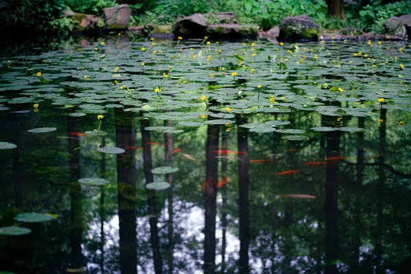 池の中のユリのパッドとユートリカリアの美しい景色 — ストック写真