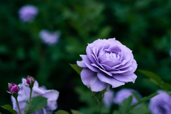 Detailní Záběr Keře Rose Novalis Krásnými Fialovými Květy — Stock fotografie