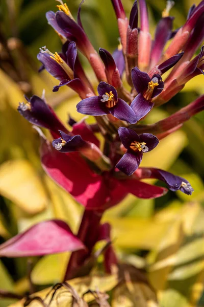 Closeup Shot Succulent Plant — Stock Photo, Image