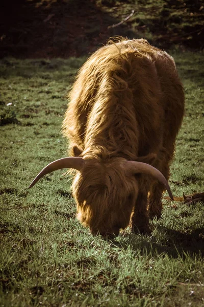 Güneşli Bir Günde Yeşil Çimlerde Otlayan Dağlık Bir Sığırın Dikey — Stok fotoğraf