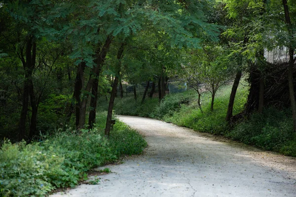 环绕着绿色自然的森林中的小径风景 — 图库照片