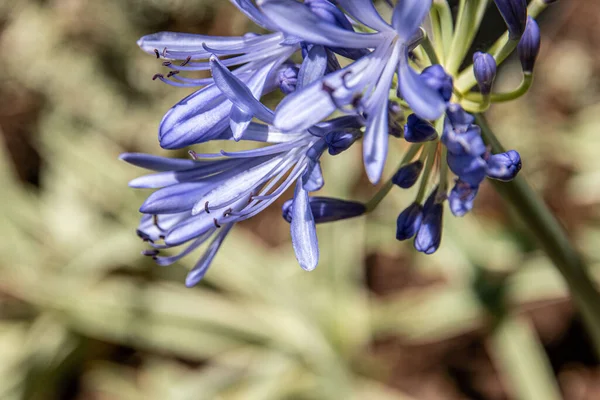 Closeup Shot Blue African Lily Agapanthus Africanus Flowers — Stock Photo, Image