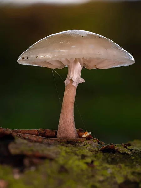 Tiny Mucidula Mucida Mushroom — Stock Photo, Image
