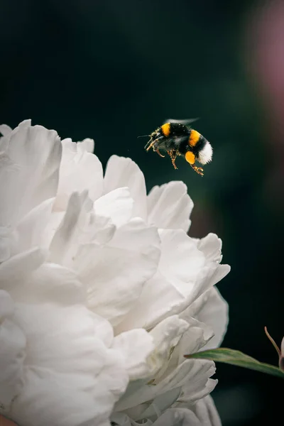 Tiro Seletivo Vertical Foco Bumblebee Voador Uma Flor Peony Branca — Fotografia de Stock