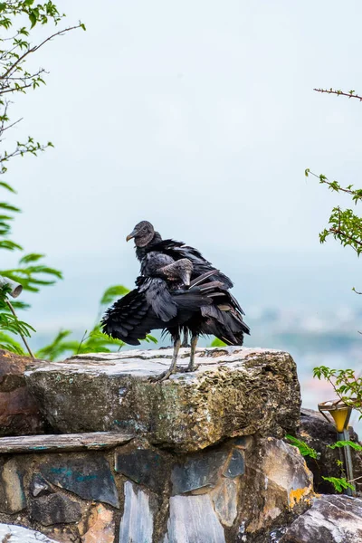 高い岩のクリーニング羽の上の黒いハゲタカ — ストック写真