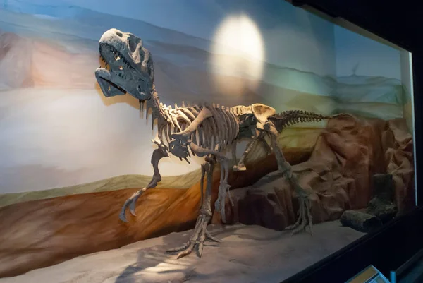 Esqueleto Dinossauro Dentro Museu Paleontologia Egidio Feruglio Trelew Argentina — Fotografia de Stock