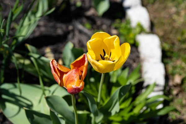 花园里的一朵黄色郁金香和一朵橙色郁金香的特写 — 图库照片