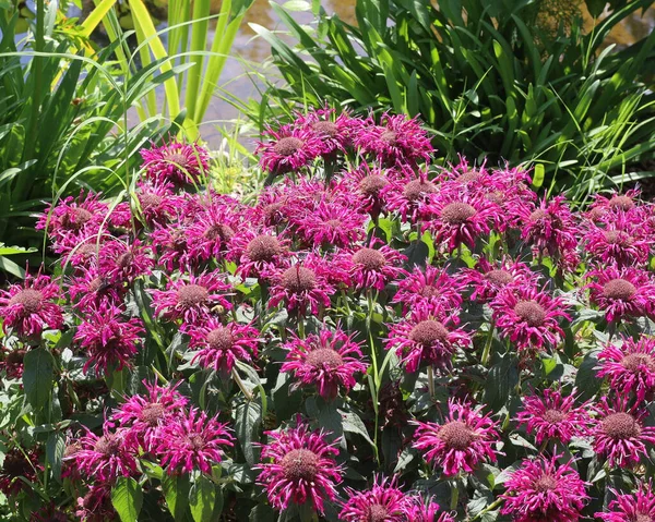 Closeup Beautiful Scarlet Beebalm Flowers Blooming Garden — Stock Photo, Image