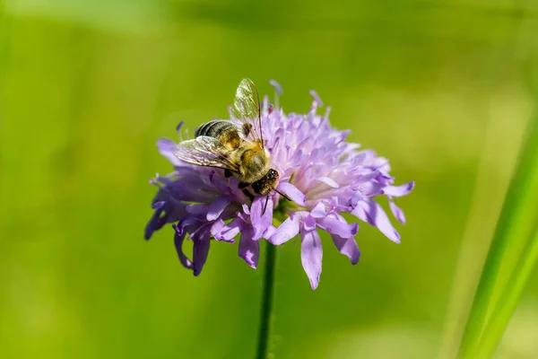 Closeup Shot Western Honey Bee Sitting Thistle Taking Nectar — Stock Photo, Image