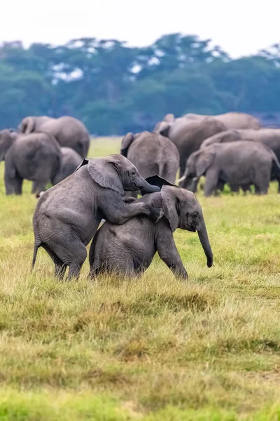 Deux Jeunes Éléphants Jouant Dans Troupeau Des Animaux Drôles Dans — Photo