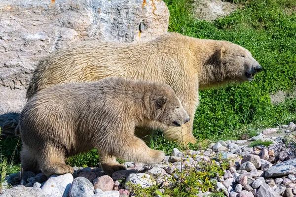 Πολικές Αρκούδες Ένας Νεαρός Παίζει Μητέρα Στο Δάσος — Φωτογραφία Αρχείου