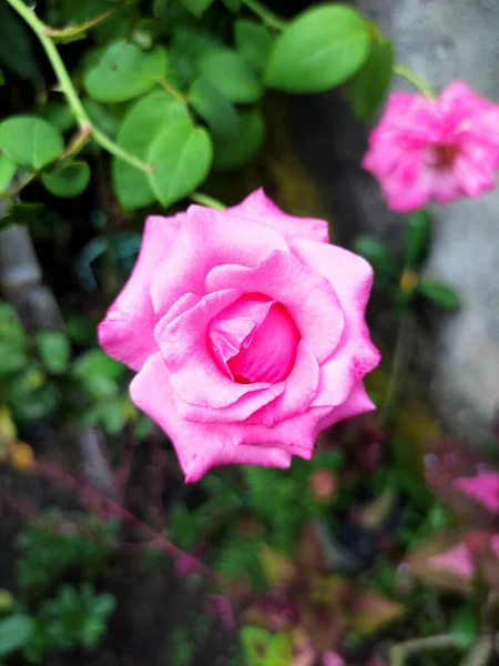 Piękne Różowe Kwiaty Kwitnące Ogrodzie Zielonymi Liśćmi — Zdjęcie stockowe