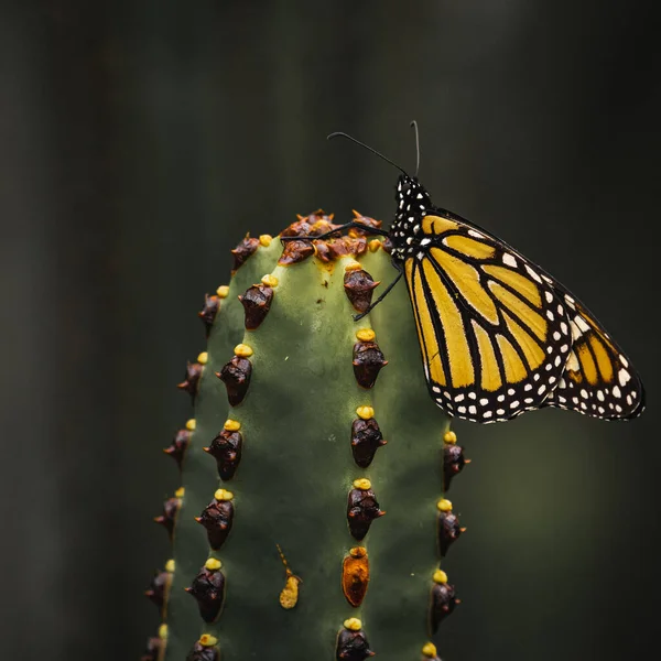 Крупный План Бабочки Монарха Сидящей Кактусе Размытом Фоне — стоковое фото