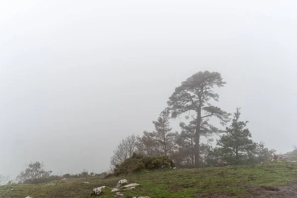 Sisli Bir Günde Yeşil Çimlerin Üzerinde Büyüyen Ağaçların Manzarası — Stok fotoğraf