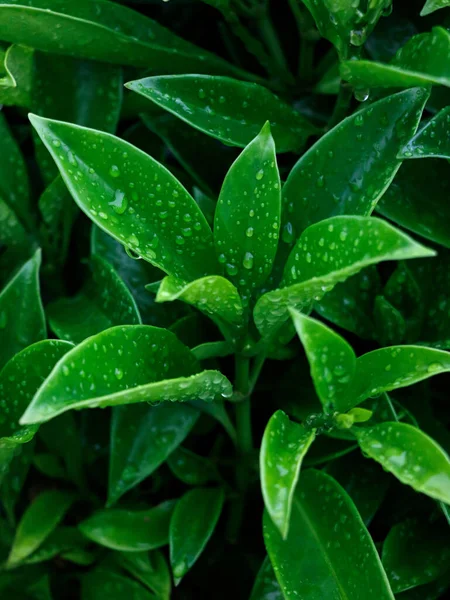 Ein Vertikaler Schuss Wassertropfen Auf Grüne Frische Ceylonblätter — Stockfoto