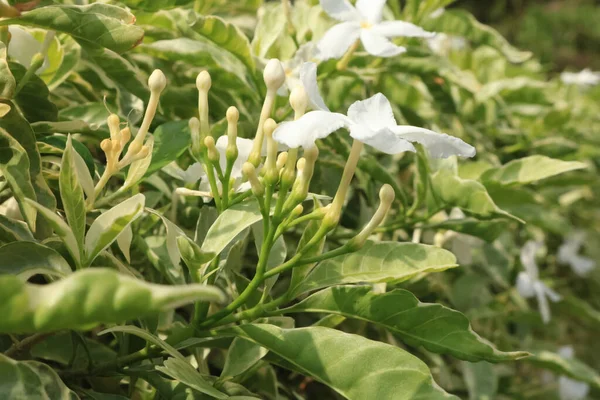 Bahçede Büyüyen Beyaz Çiçeklerin Yakın Plan Çekimi — Stok fotoğraf