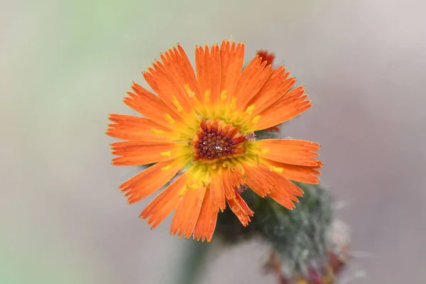 Een Close Van Een Oranje Gele Gewone Goudsbloem Calendula Officinalis — Stockfoto