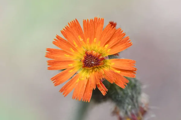 Крупный План Оранжевого Желтого Обыкновенного Полевого Цветка Calendula Officinalis — стоковое фото