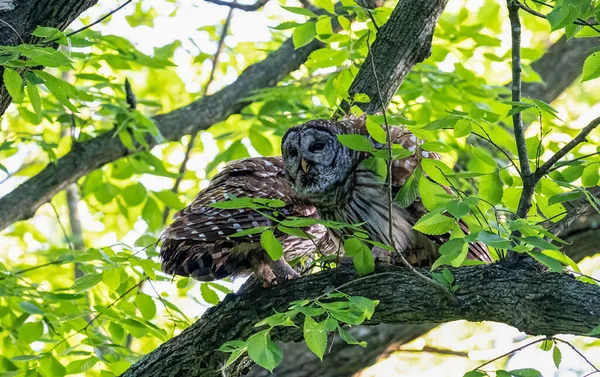 Belo Tiro Corujas Barradas Empoleiradas Ramo Uma Floresta — Fotografia de Stock