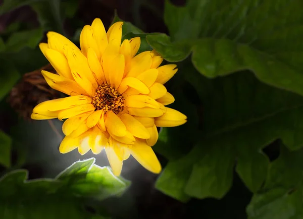 Floraciones Verano Amarillo Iluminado Macro — Foto de Stock